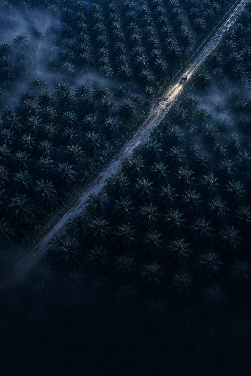 Rows of oil palm seen from above in blue evening light, a single estate road cutting through them